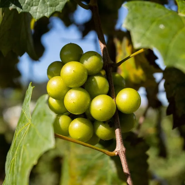 thumbnail for publication: Grapes (Vitis rotundifolia)